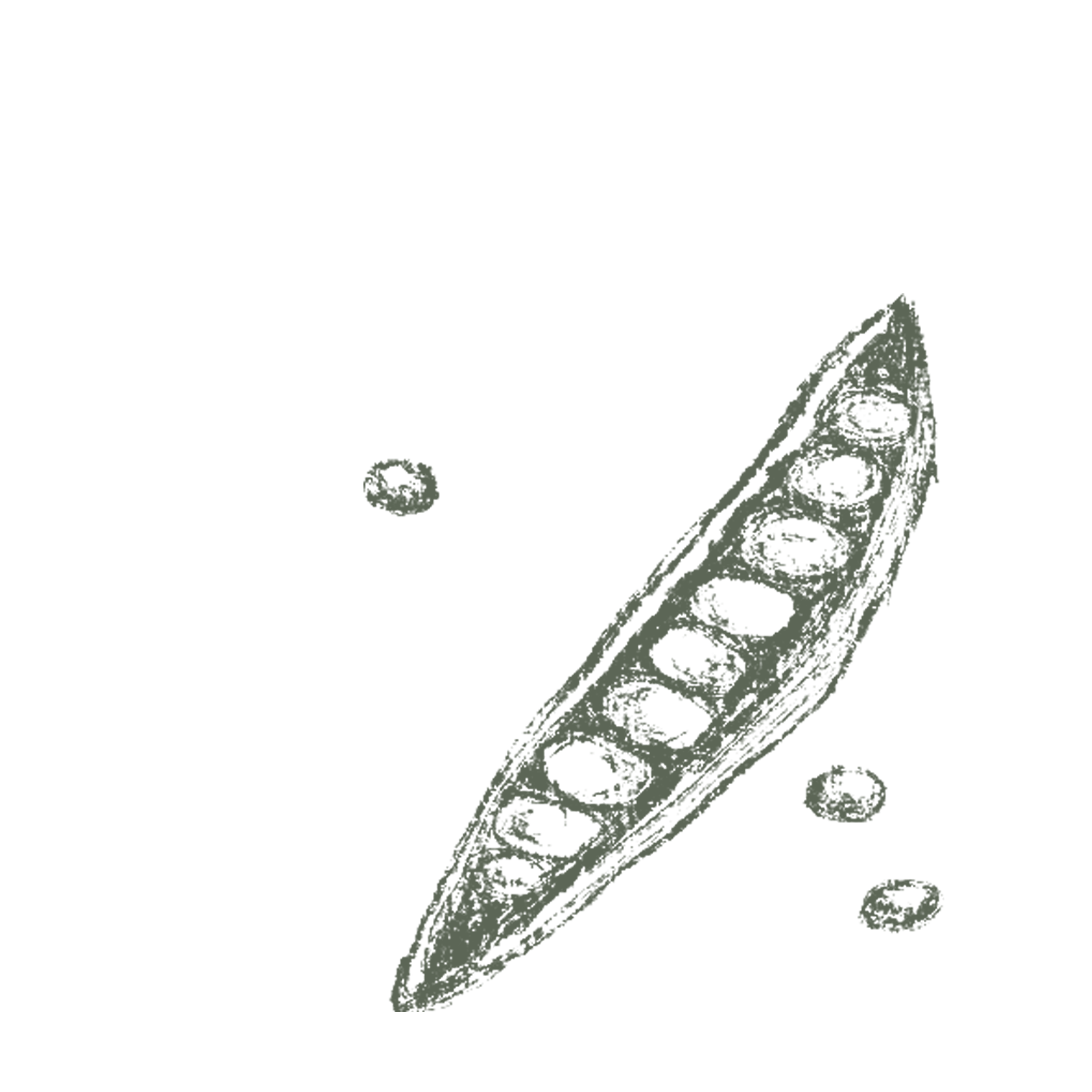 Bean Pod