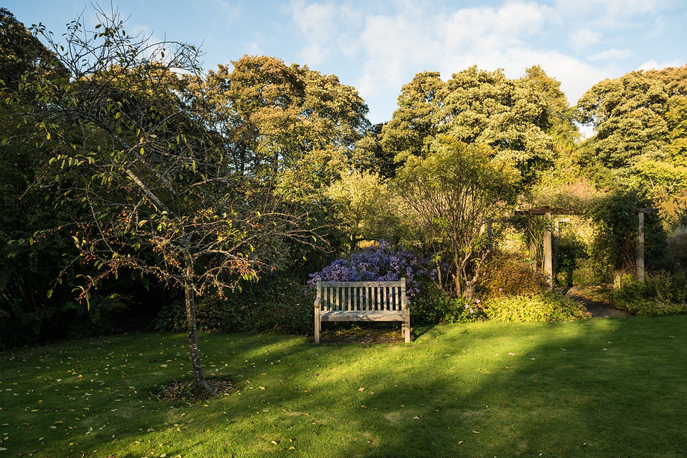 A garden scene featuring a wooden bench beneath a tree