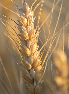 Wheat Plant