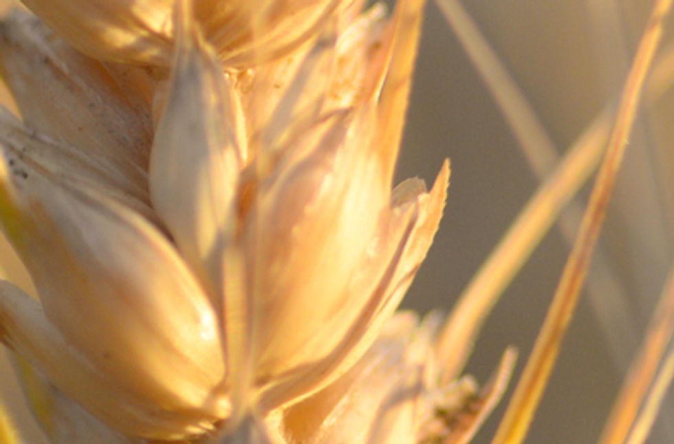 Wheat Plant