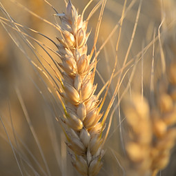 Wheat Plant