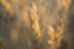 Wheat Plant
