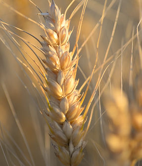 Wheat Plant