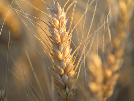 Zodiac Spotlight - Virgo