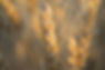 Wheat Plant
