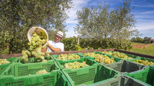 When is the Best Time to Visit Stellenbosch? A Wine Lover’s Seasonal Guide