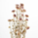 trockene Blumen