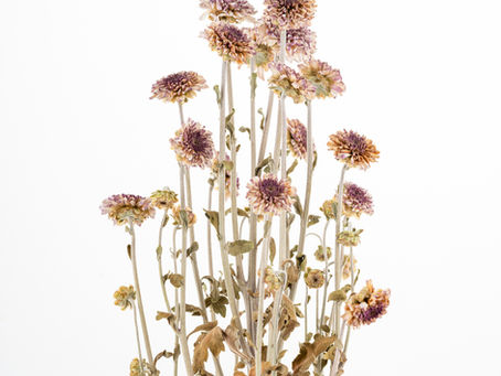 ペトロの第二の手紙3章8節