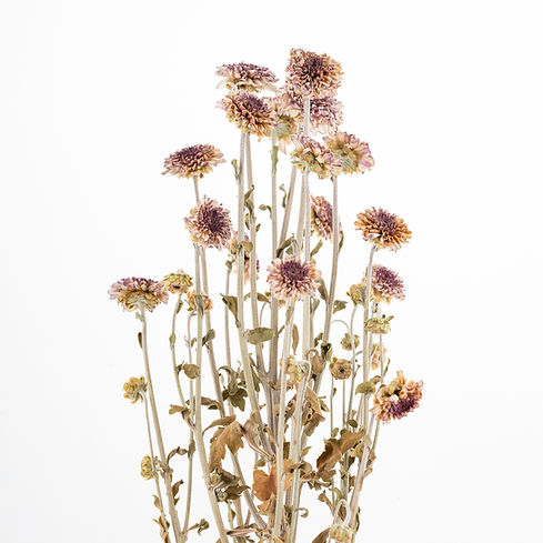 Fleurs violettes séchées