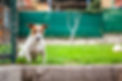 Jack Russell