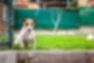 Jack Russell