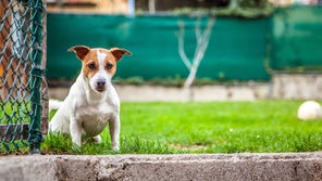 Dia Internacional do Animal Abandonado: Encontrou um animal na rua? Saiba o que fazer!