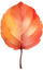 Autumn Leaf Illustration