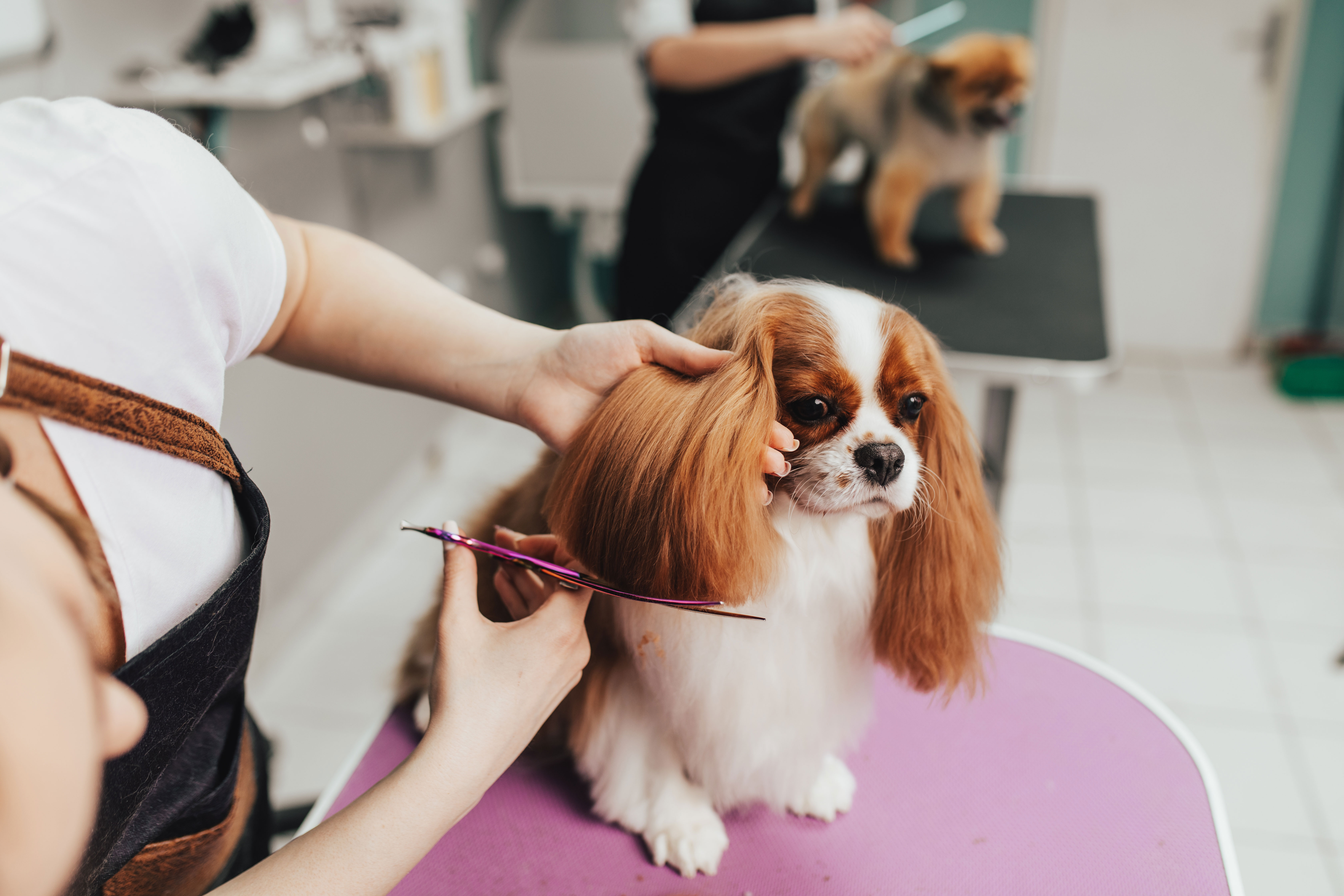 Grooming Salon