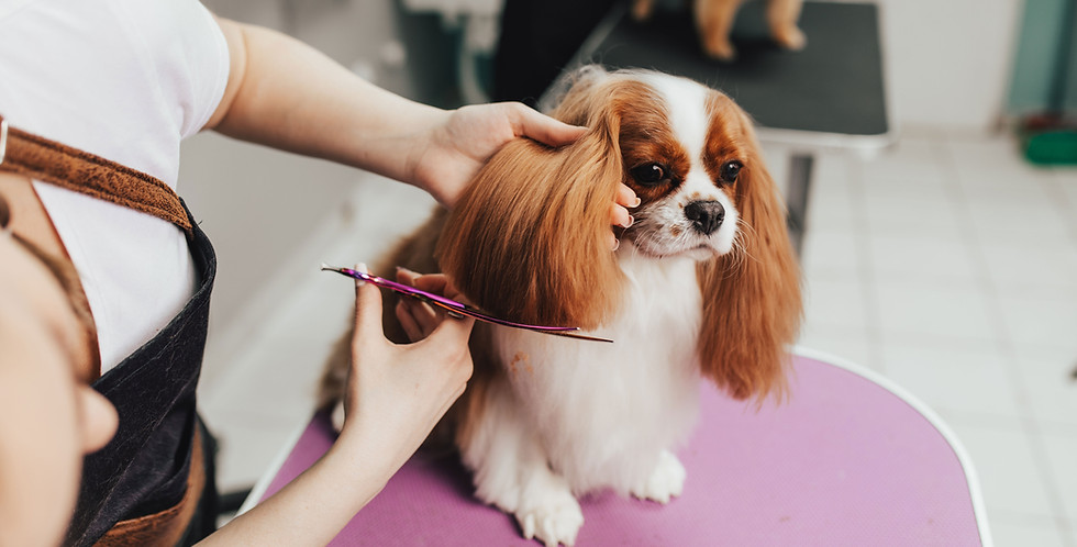 Grooming Salon
