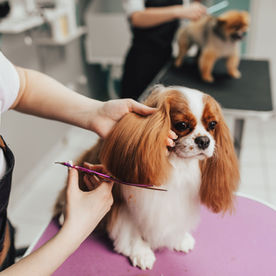 Dog Grooming and Coat Care