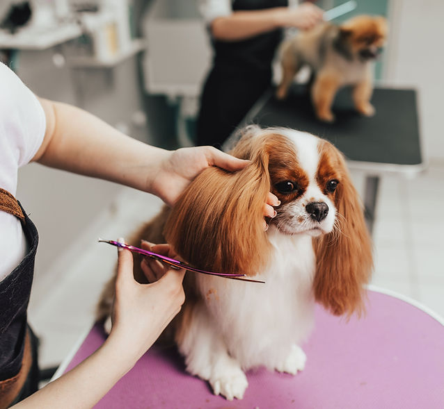 Grooming Salon