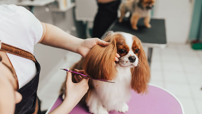 Dog Grooming