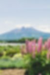Blooming Garden