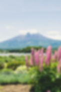 Blooming Garden