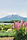 Blooming Garden