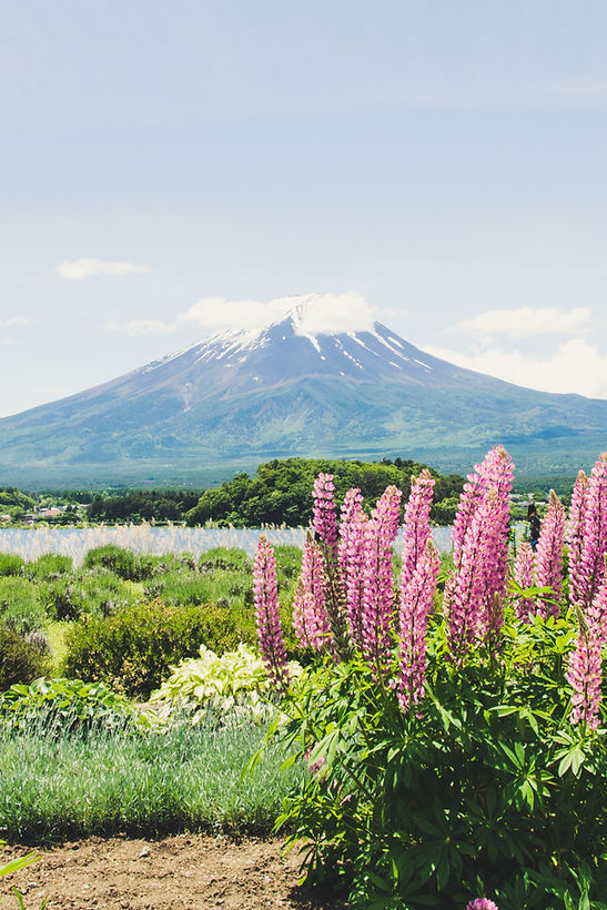 Blooming Garden