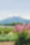 Blooming Garden