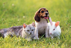 仲良し仔犬と仔猫と白ウサギ