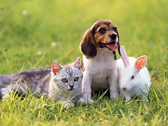 仲良し仔犬と仔猫と白ウサギ