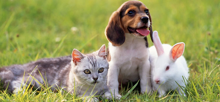 犬・猫・うさぎ