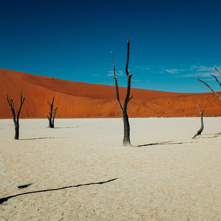 Deserto com árvores mortas