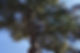 Tree trimmer working up high