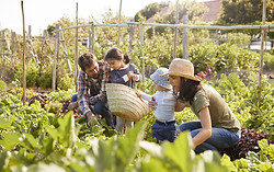 Family Garden