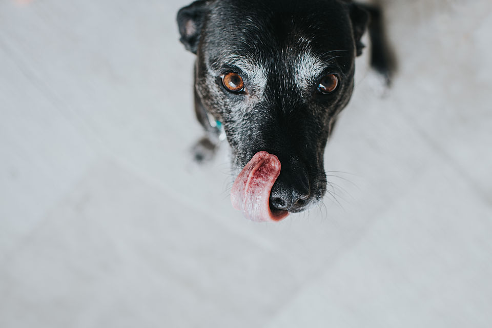 Cute black dog, looking up at the camera and licking lips