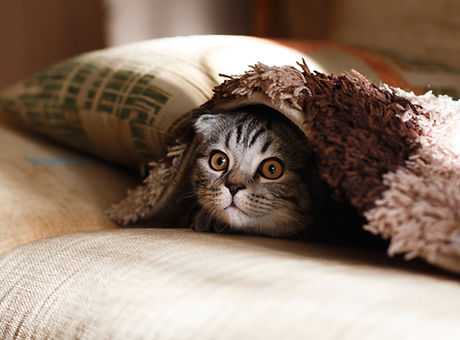 Couch Cat Under Blanket