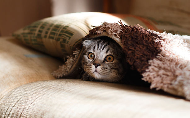 Couch Cat Under Blanket
