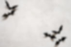 Black Paper Bats