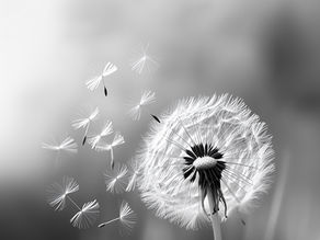 A Wish in the Wind