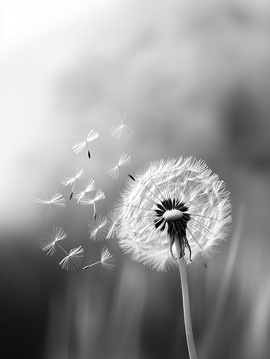 そよ風の中のタンポポ