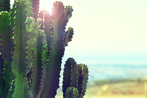 Cactus