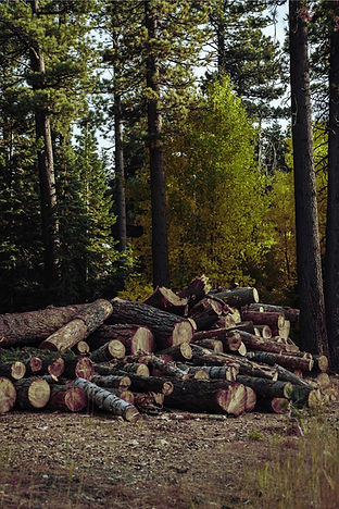 Stacked Tree Logs
