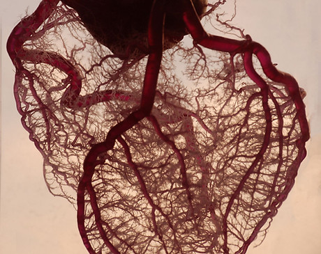 Heart Tissue Anatomy