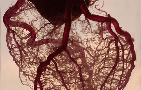 Vasculature of the Heart