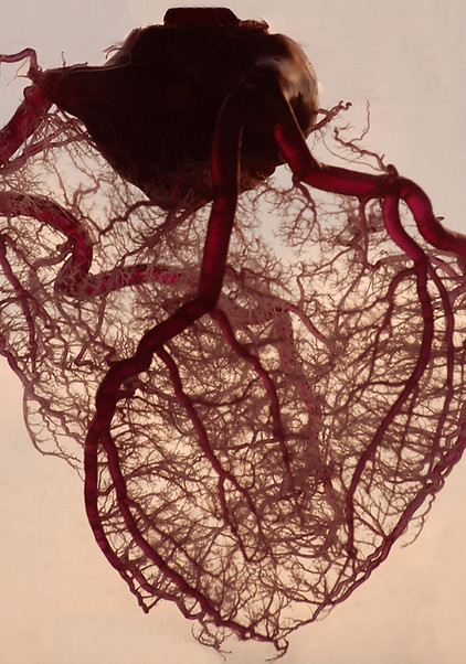 Vascolarizzazione del cuore