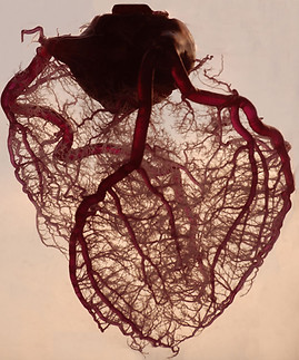 Vasculature du coeur