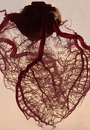 Guidelines for Recent Onset Atrial Fibrillation and Venous Thromboembolism