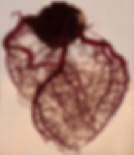 Vasculature of the Heart