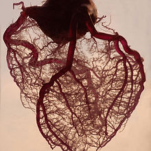 Transparent heart organ
