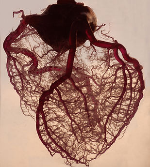 Vasculature of the Heart