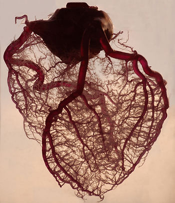 Vasculature of the Heart